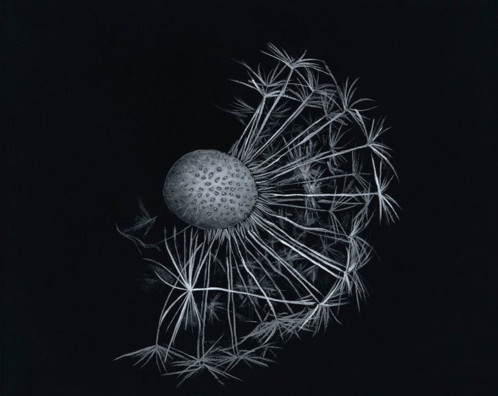 black and white print of a dandelion