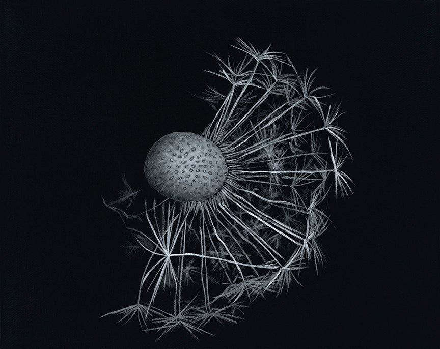 Blown Away original acrylic artwork black and white dandelion flower close up high detail contrast