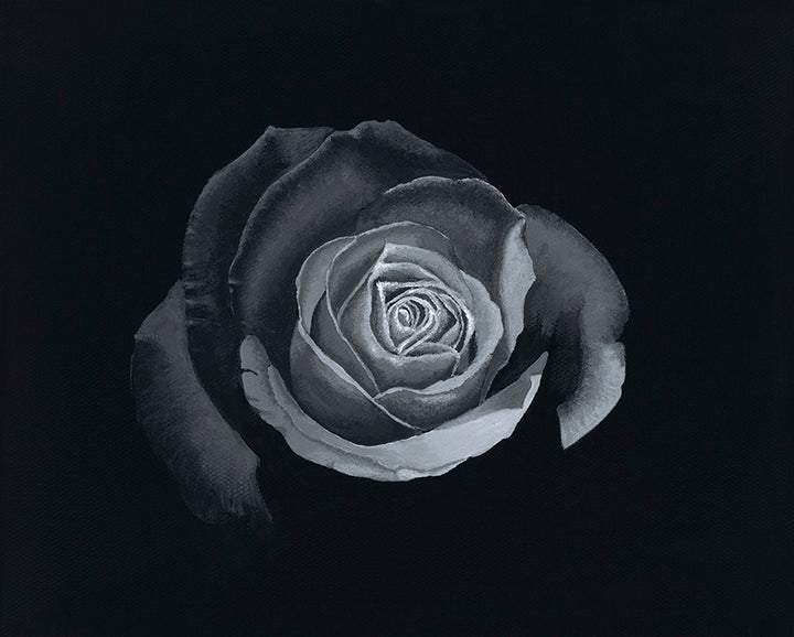 black and white print of an open rose flower